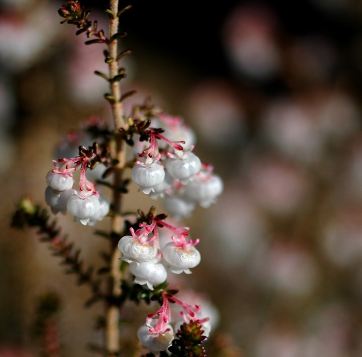  p>铃兰欧石南(学名: i>erica /i>  i>formosa /i> thunb.