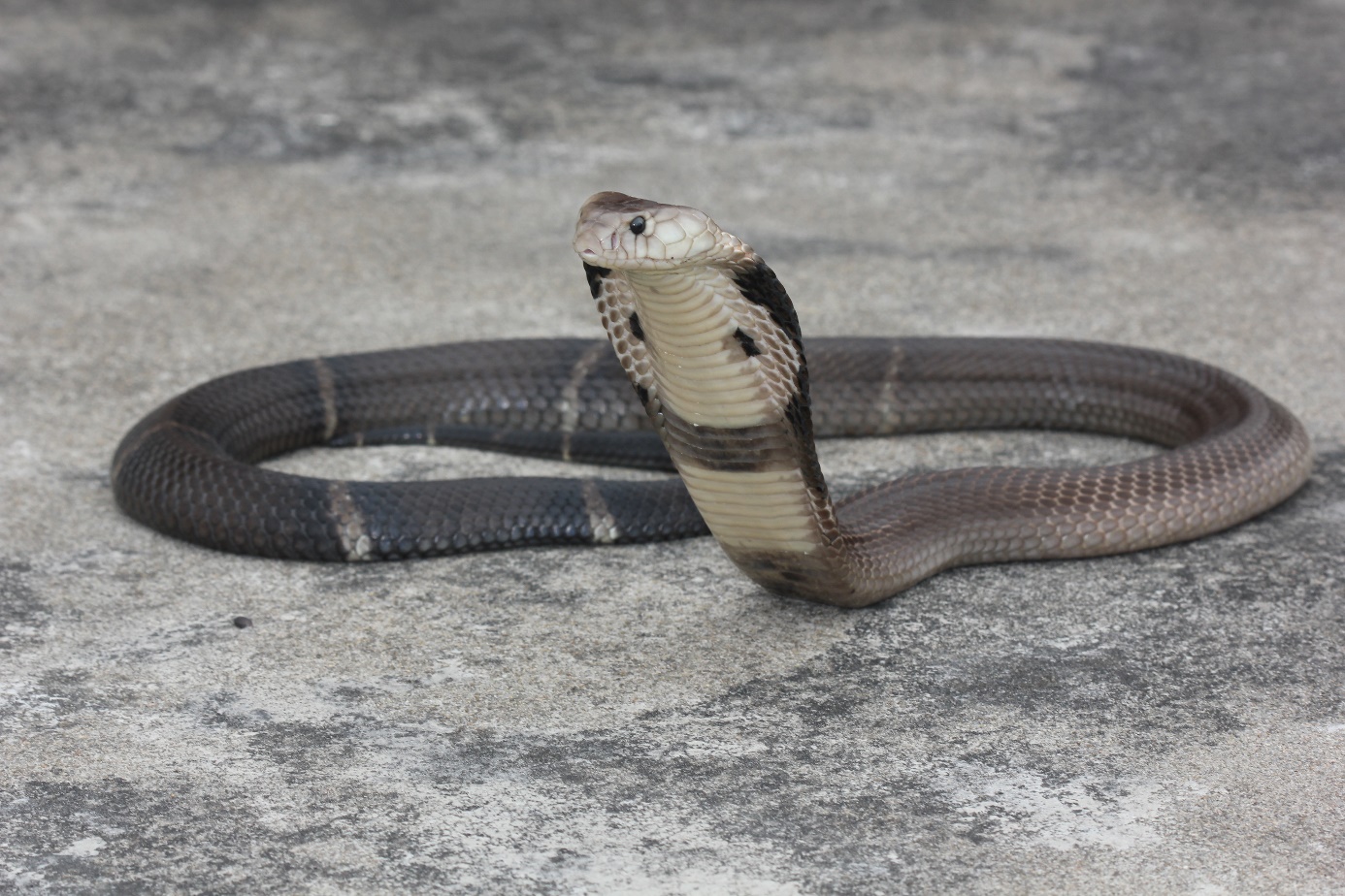  i>naja fuxi /i>)为眼镜蛇科眼镜蛇属的一种中型前沟牙类毒蛇