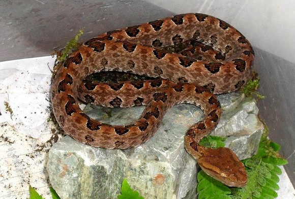  p>原矛头蝮(学名: i>protobothrops mucrosquamatus /i>),又名为龟壳