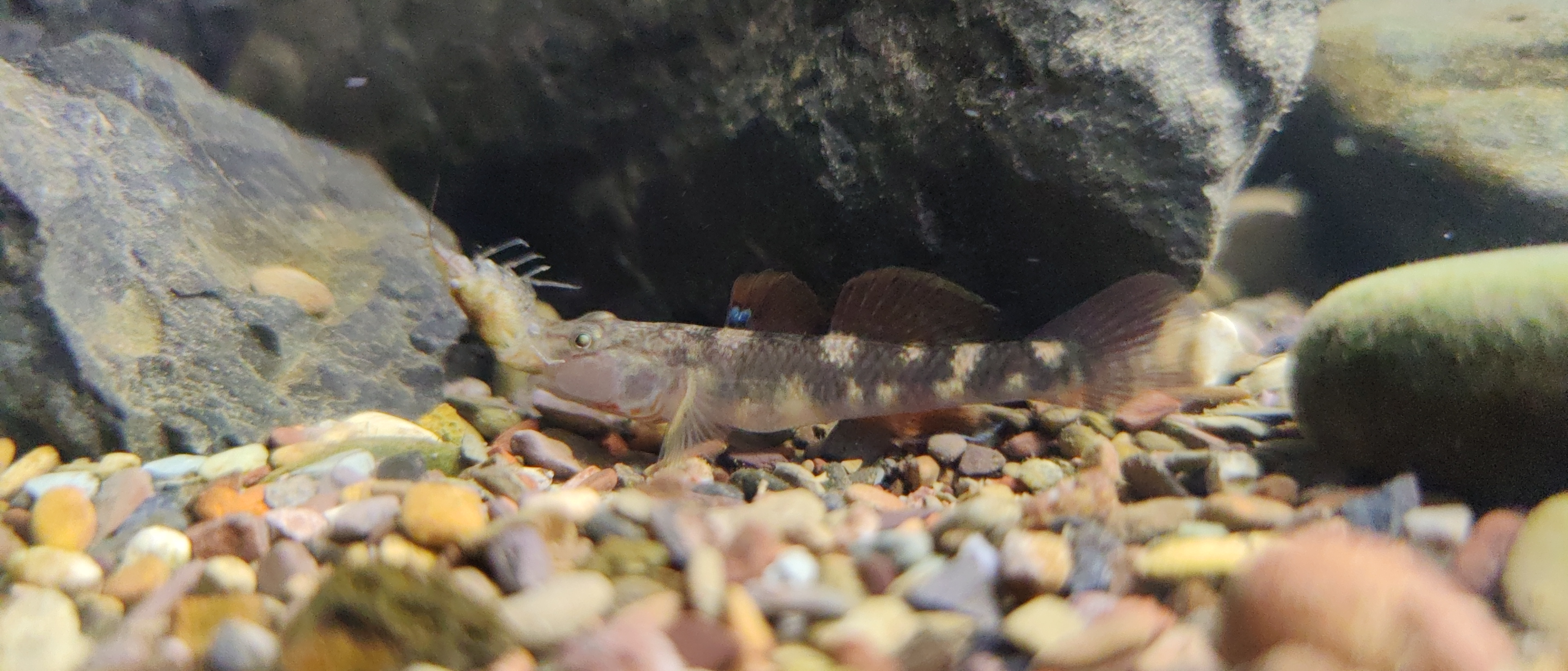 鱼纲鲈形目 a target="_blank" href="/item/虾虎鱼亚目/55455237"