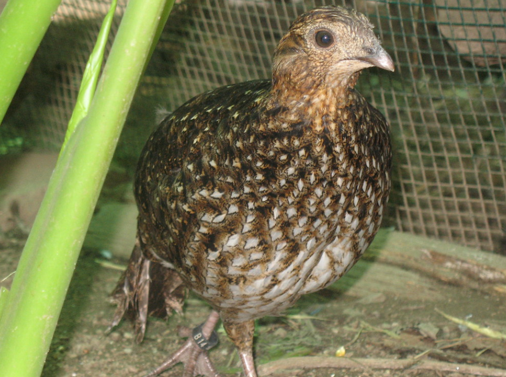  p>黄腹角雉(学名: i>tragopan caboti /i>):是鸟纲,雉科中国特产的一