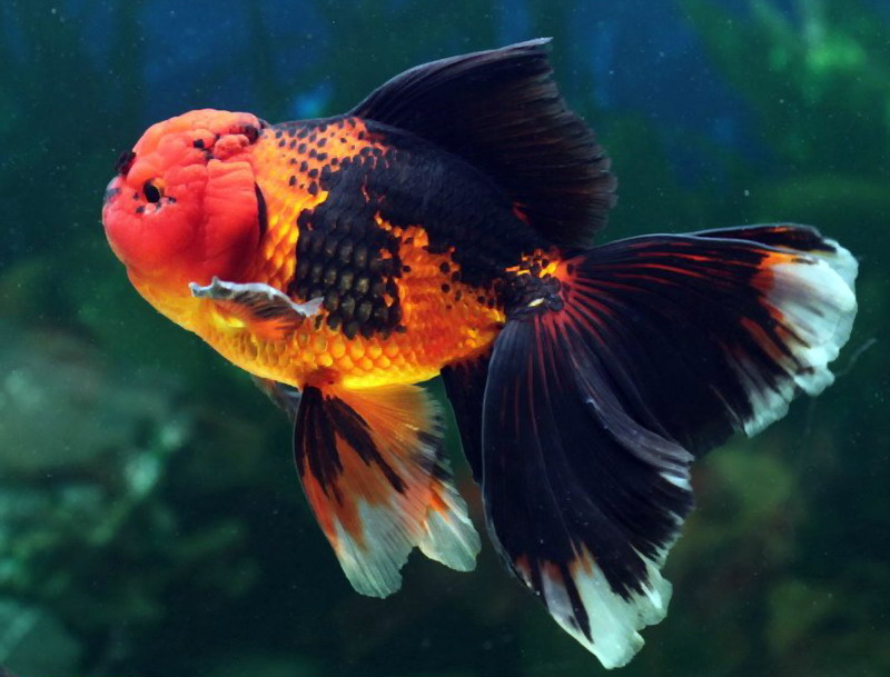 朱砂眼寿星头金鱼