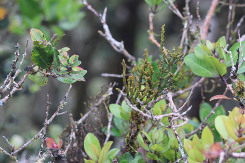 Korthalsella cylindrica_百度百科