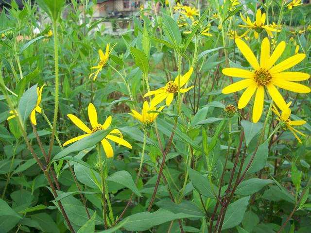  p data-id="gnwiifjqb1">姜不辣,植物名,属 a target="_blank" href=