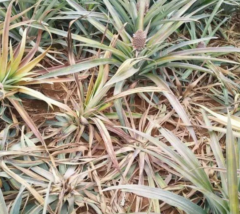 href="/item/菠萝/220259" data-lemmaid="220259">菠萝 /a>的病害