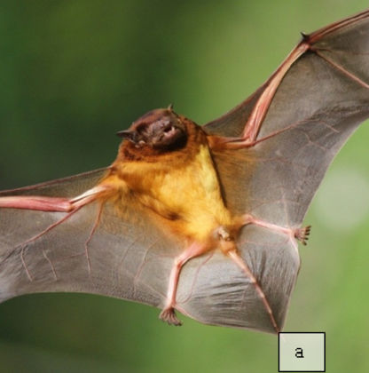 大黄蝠海南亚种