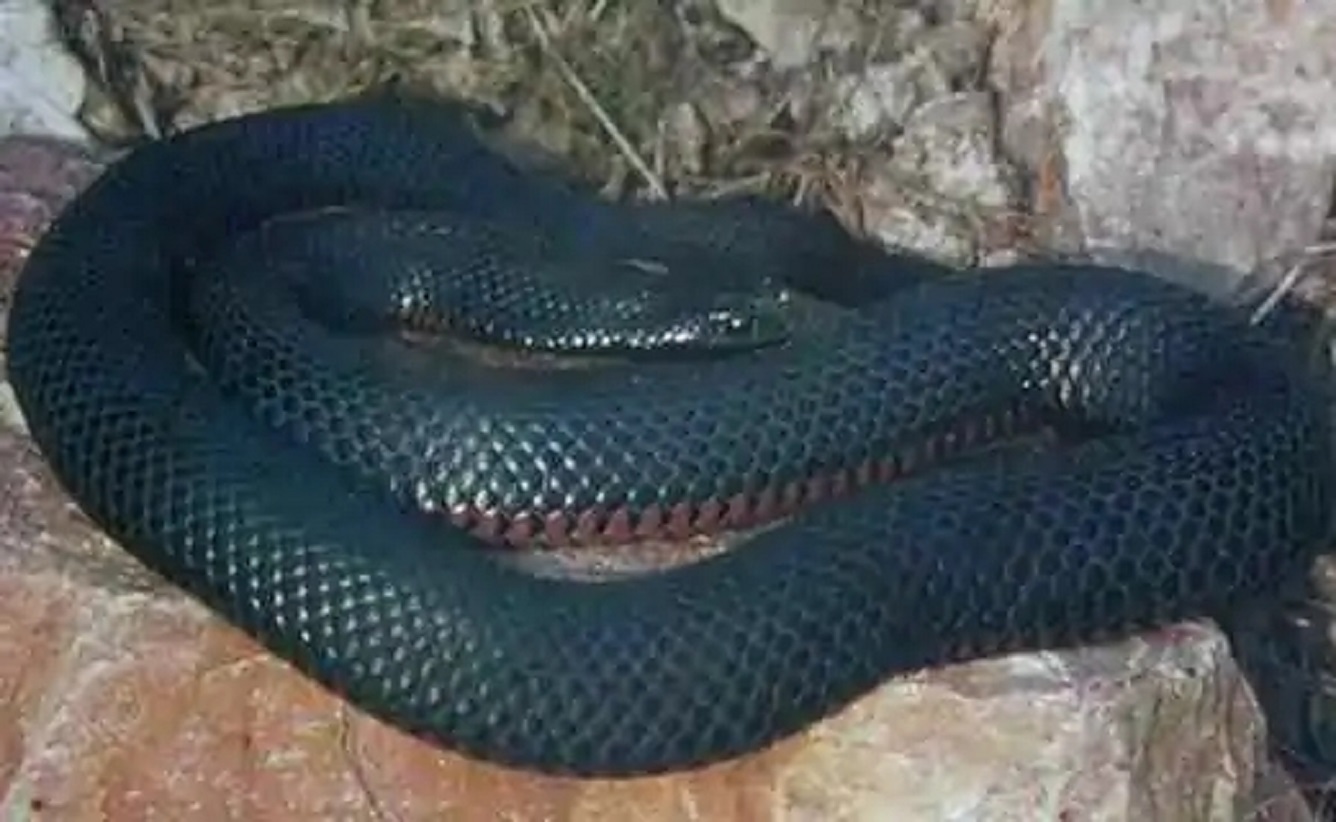 7公尺,这种伊澳蛇的身体背面为亮黑色,腹面为鲜红色,有浑圆的头部及