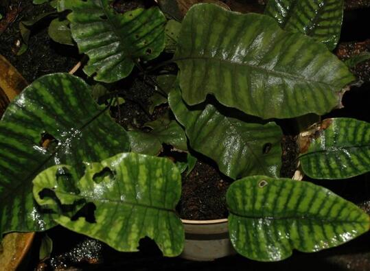  p>盾蕨(学名: i>neolepisorus ovatus /i> (bedd.