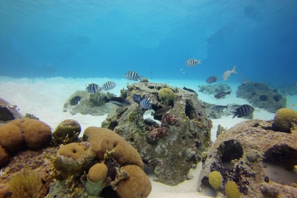  p>鱼礁是礁的一种,它主要形成在 a target="_blank" href="/item