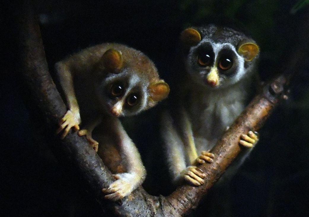  i>loris lydekkerianus /i>):是哺乳纲,懒猴科的一种小猴子