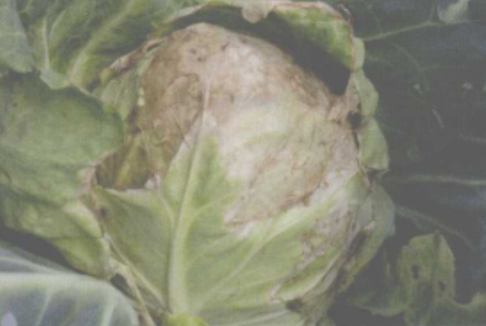 甘蓝灰霉病