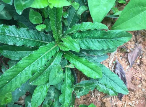 它便是地胆头，叶子似菠菜却有黄瓜香味，广东人常挖根部来煲汤喝_百科TA说