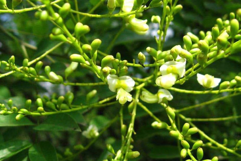  p>槐属(学名: i>styphnolobium /i> schott)是 a target="_blank"