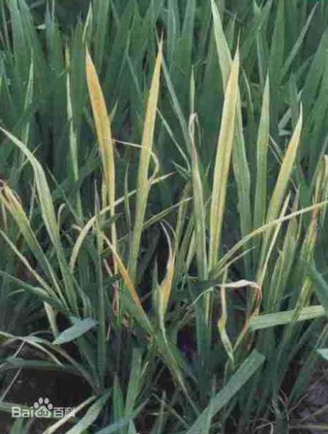  p data-id="gnbseimdmb">水稻黄矮病又名黄叶病,暂黄病,是由水稻黄矮
