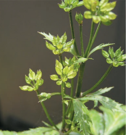  p data-id="txtkx2kqvbfx">黄连( i>coptis chinensis /i> franch.