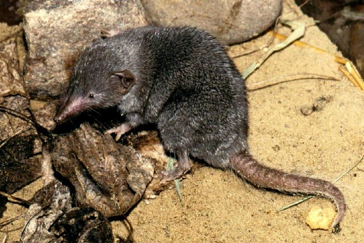  p>中麝鼩滇南亚种是一种生物,这种生物属于鼩鼱科. /p>