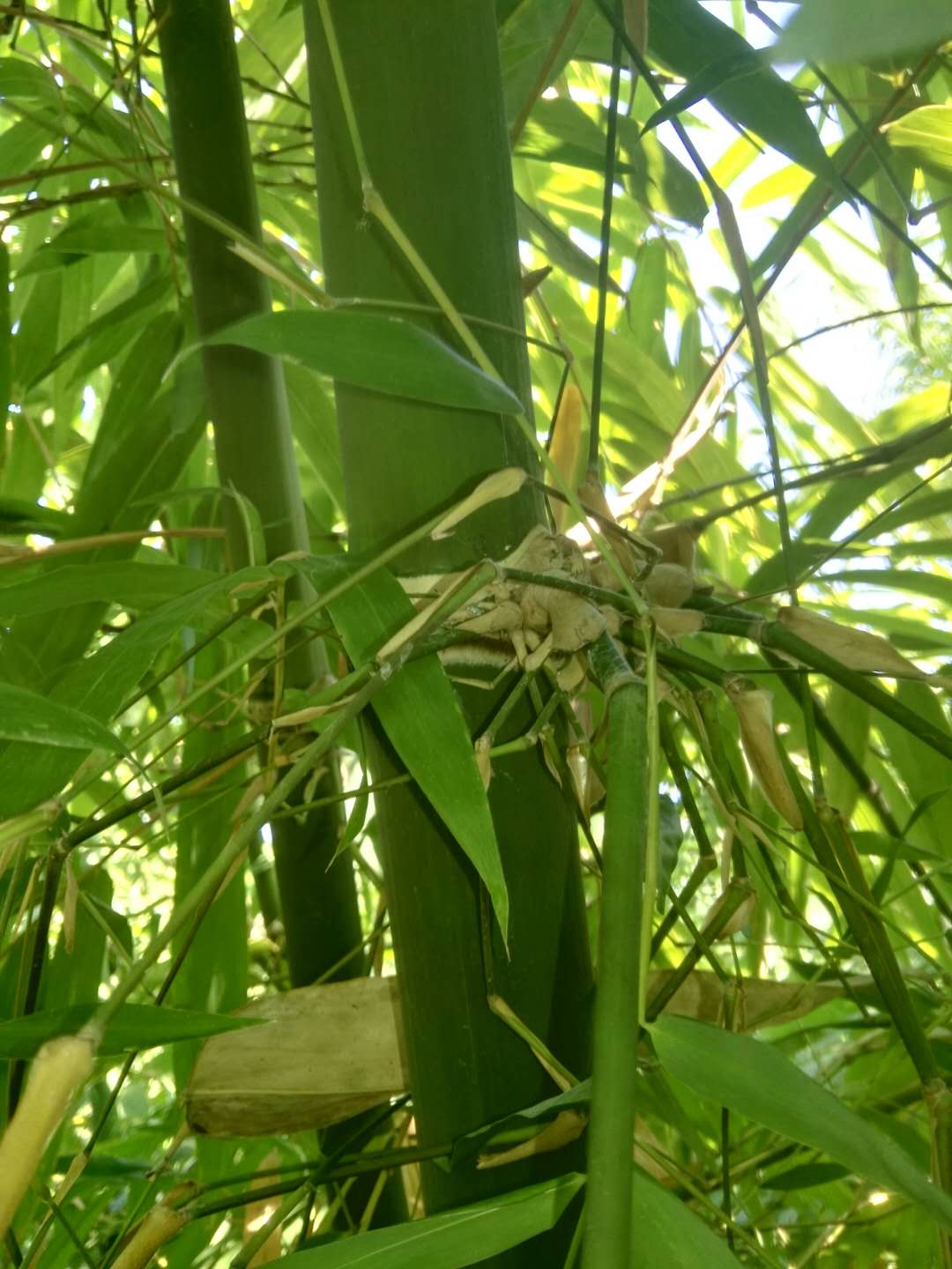 版纳甜龙竹华安种源