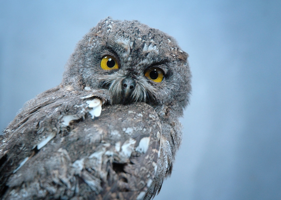 japanese scops-owl
