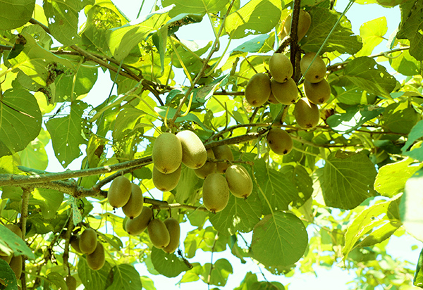  p data-id="txtqa8q53nlt">中华猕猴桃( i>actinidia chinensis /i>