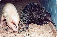  p>长吻针鼹(学名: i>zaglossus bruijnii /i>):体型几乎比 a target=