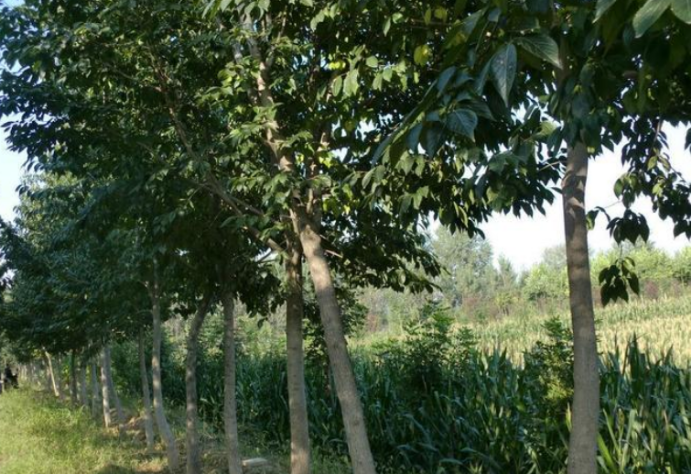 被称为“植物黄金”的杜仲树，为何如此受人喜爱_百科TA说