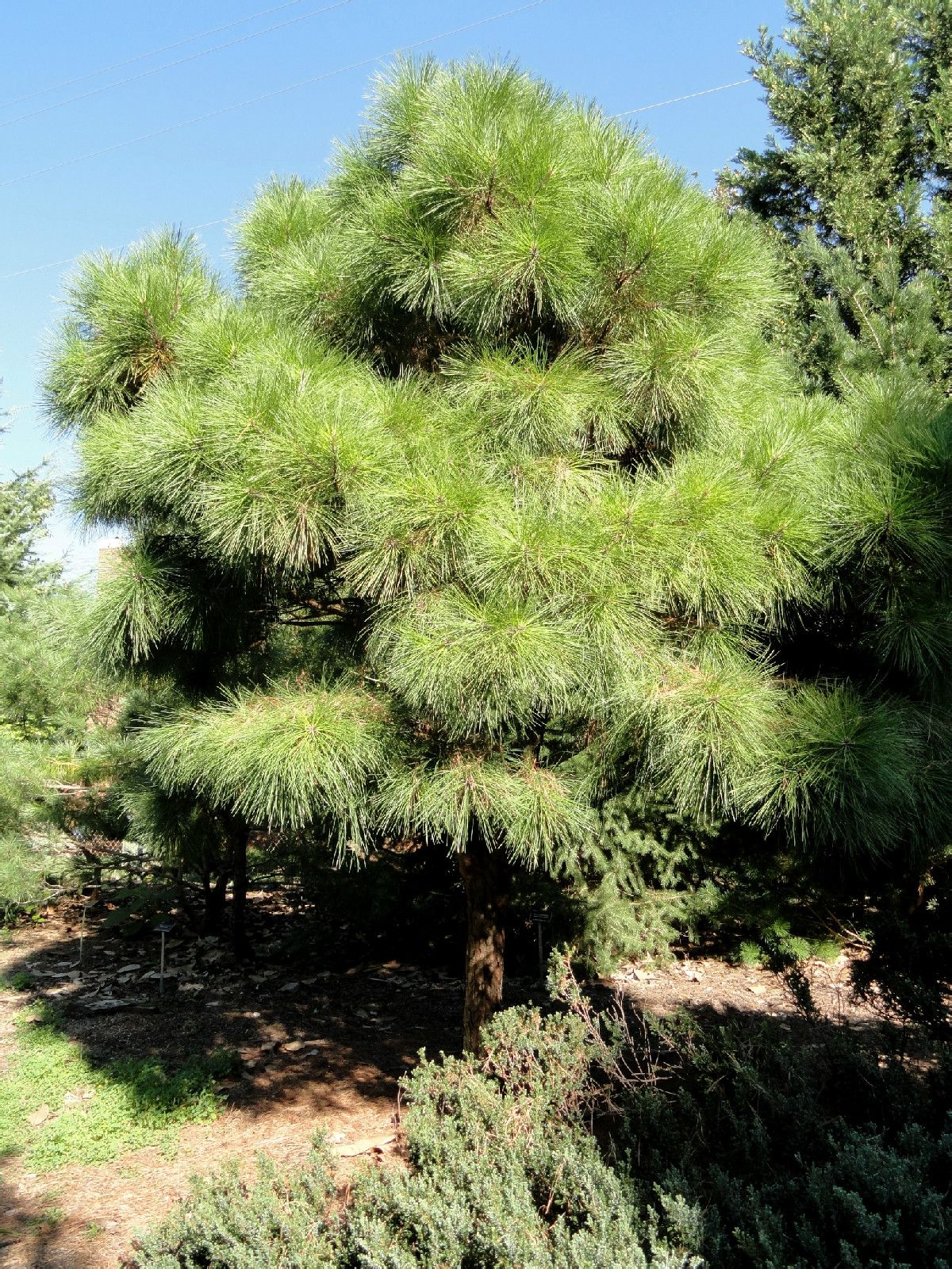  p>火炬松(学名: i>pinus taeda  /i> l.