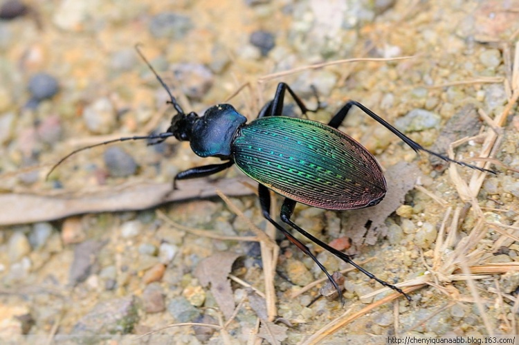  p>硕步甲(学名: i>carabus davidis /i>), 