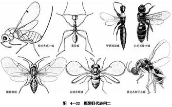 尖鞘平缝叶蜂