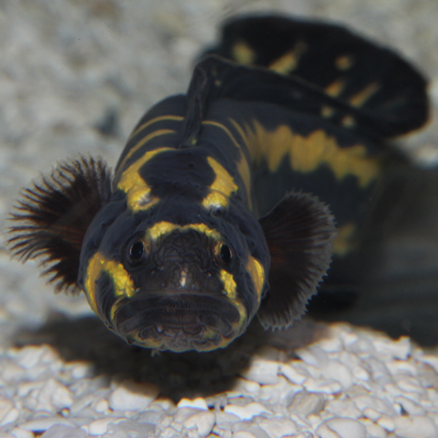 congrogadus subducens