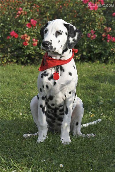  p>沙克犬,又称猎羚犬或拉伯狩猎犬或波斯灵提或者沙路奇猎犬.