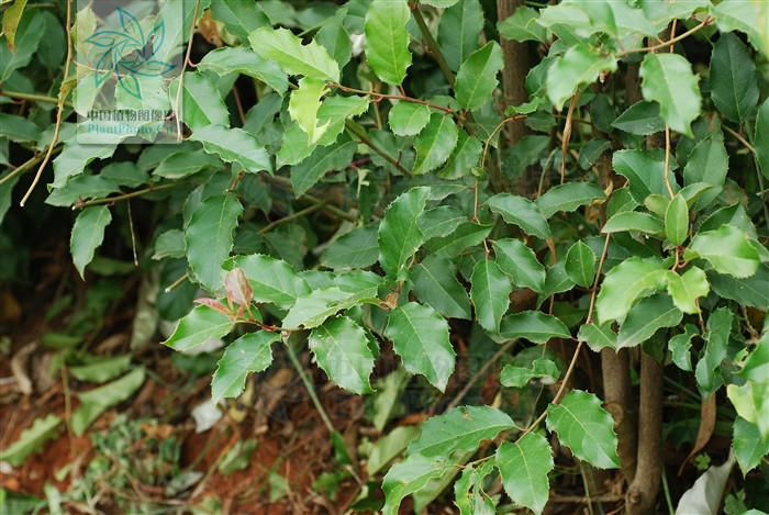  p>滇鼠刺  a href="#" data-lemmaid="6492068">昆明植物研究所 /a>