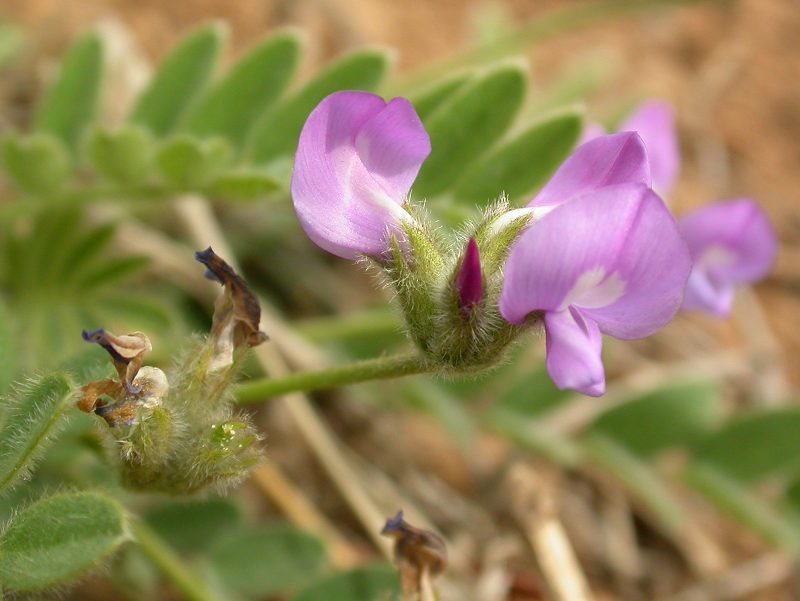  p>米口袋属(学名:gueldenstaedtia fisch)是 a target="_blank" href