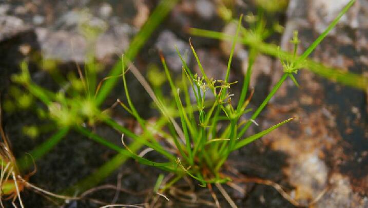  p>畦畔莎草(学名: i>cyperus haspan /i> l.