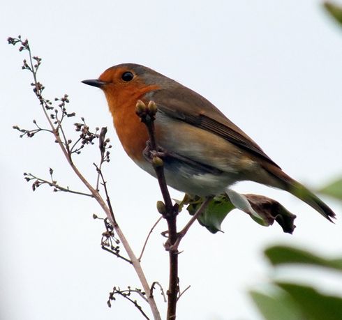  p>红胸鸲(学名: i>erithacus rubecula melophilus /i>),又叫 a
