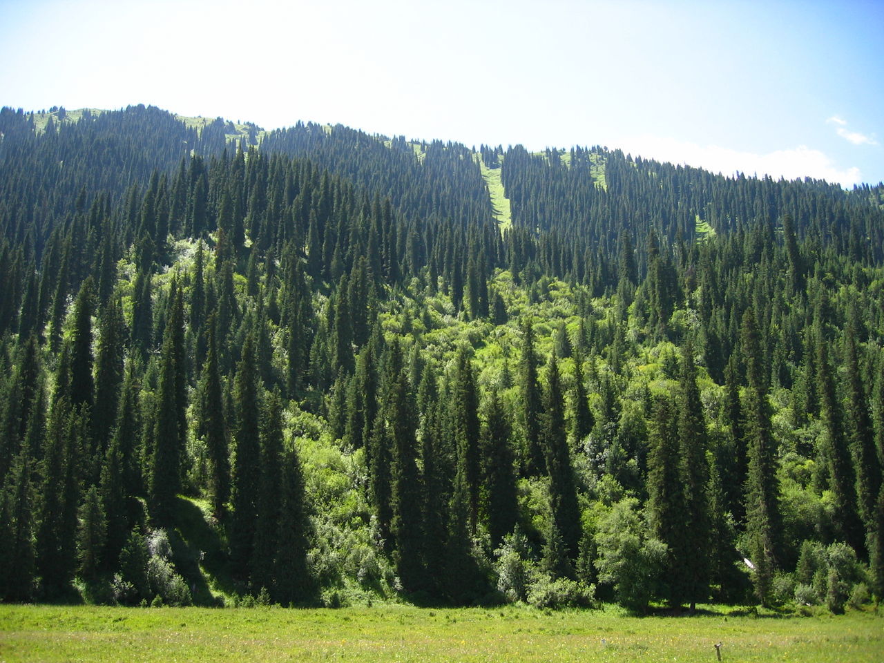  p>紫果云杉(拉丁学名: i>picea purpurea /i> mast), a target="