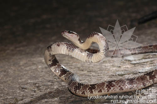白梅花蛇