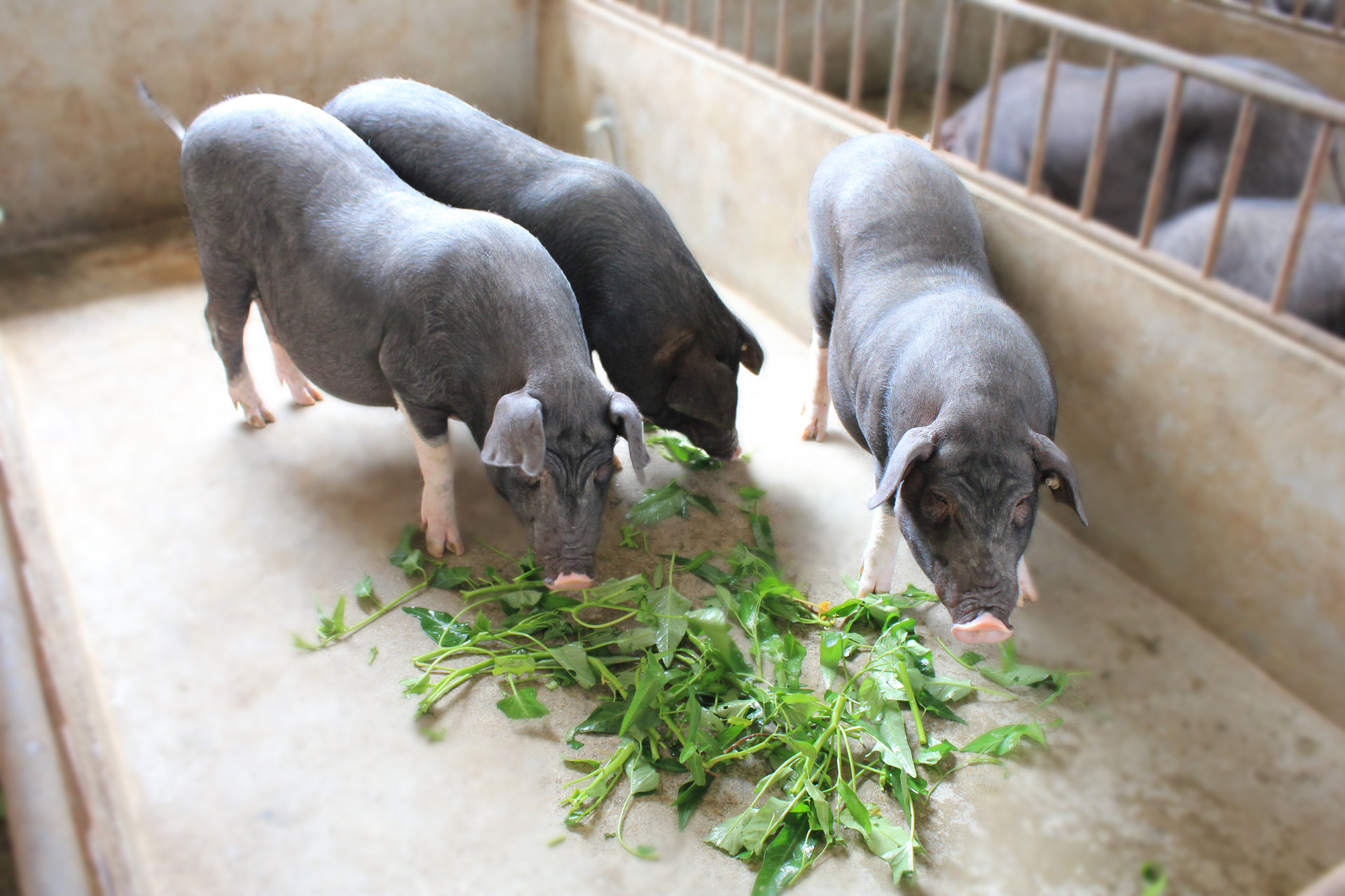  p>罗代黑猪,湖南省 a target="_blank" href="/item/长沙县/1746"