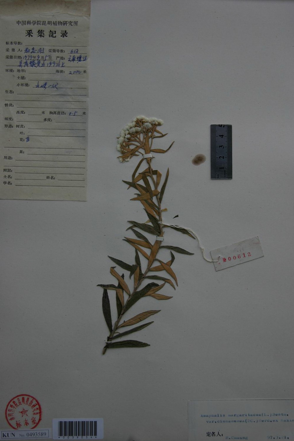  p>珠光香青(学名: i>anaphalis margaritacea /i> (l.) benth.