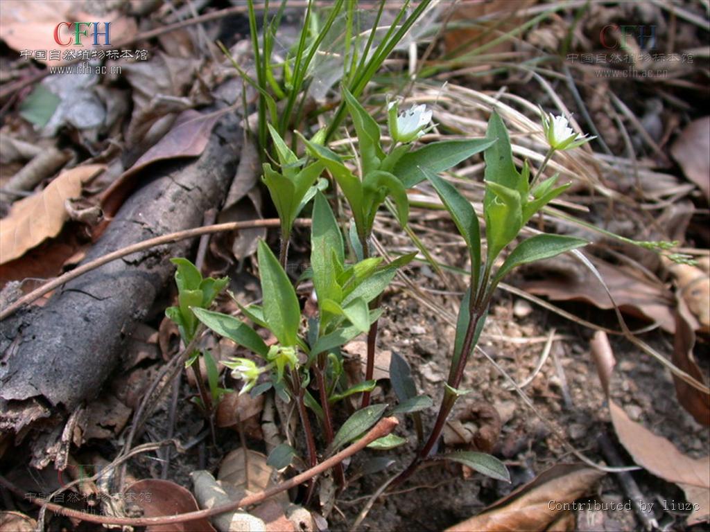  p>孩儿参属多年生小草本.