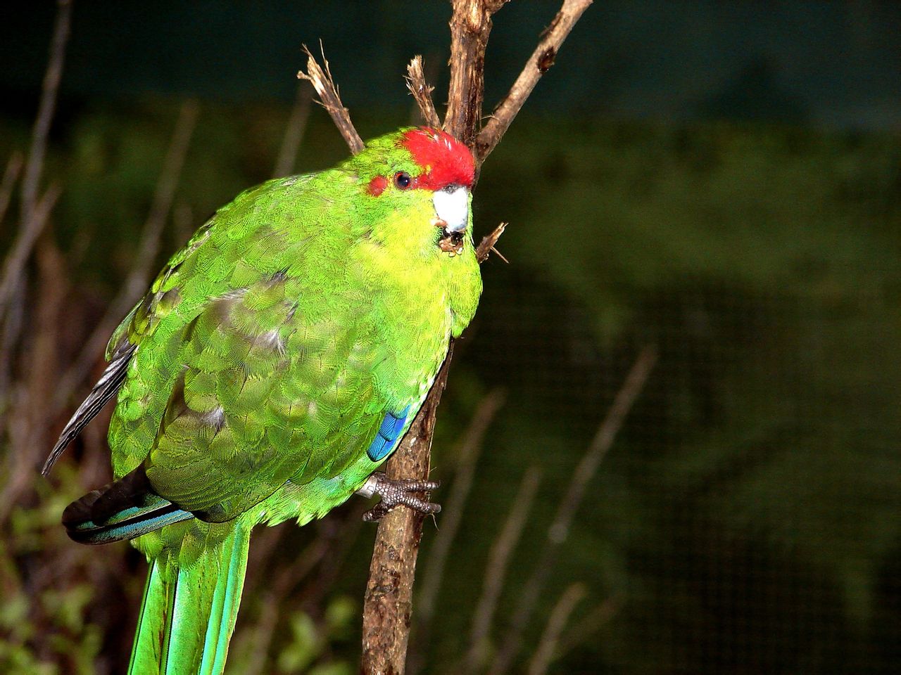 红额鹦鹉新岛亚种