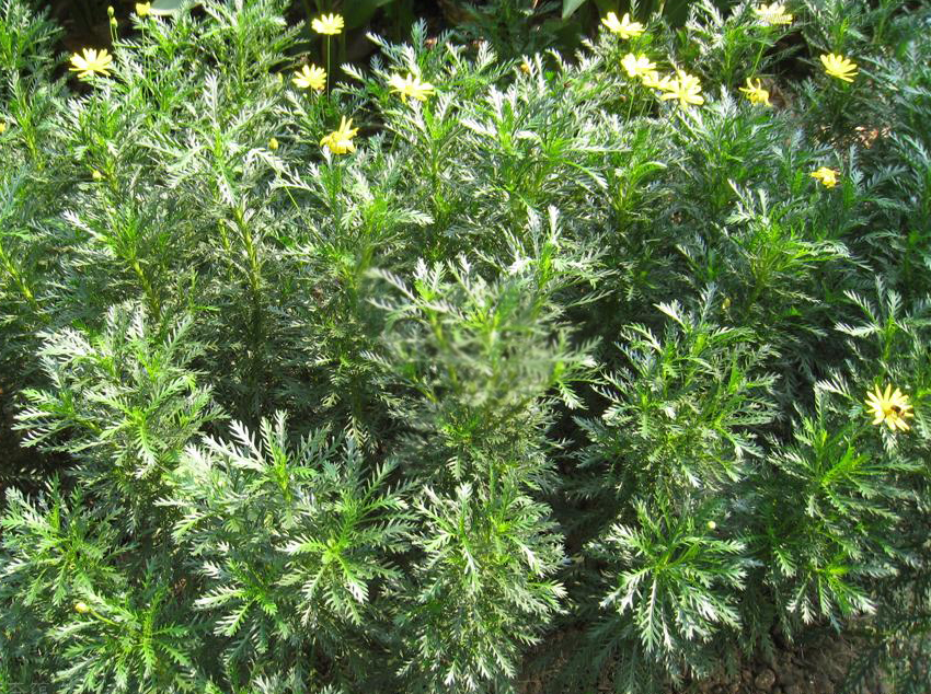  p>木茼蒿(学名: i>argyranthemum frutescens /i> (l.) sch.