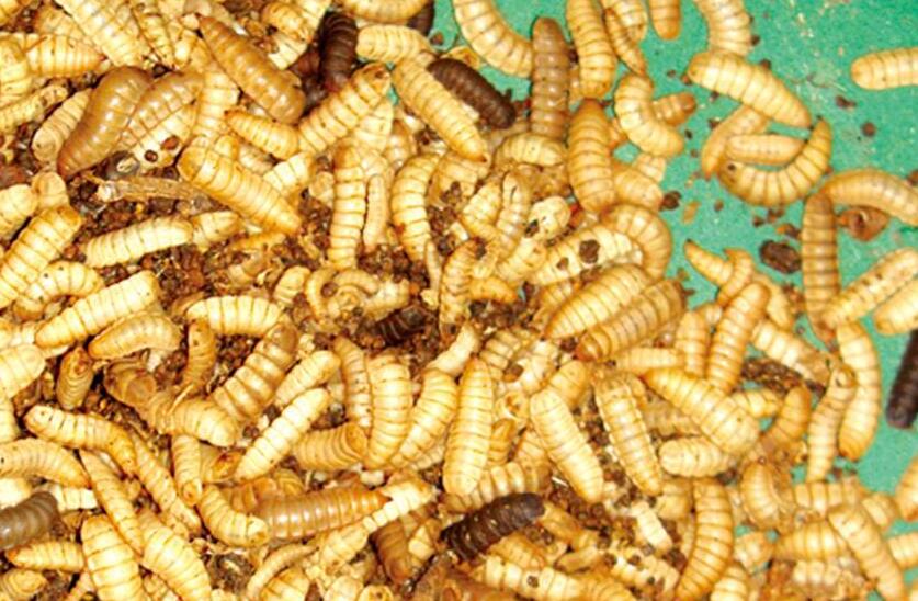 ="/item/水虻科/9470794" data-lemmaid="9470794">水虻科 /a>昆虫