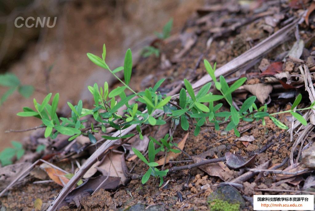  p>岩杉树,拉丁文名:wikstroemia angustifolia hemsl.