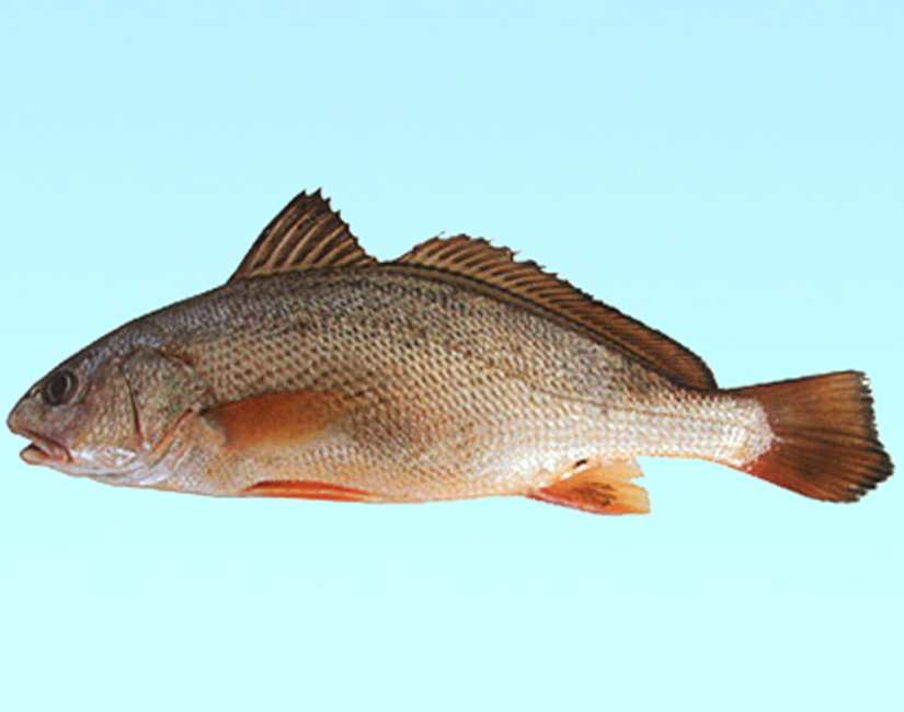  p>黄姑鱼(学名: i>nibea albiflora) /i>是石首鱼科,黄姑鱼属鱼类.