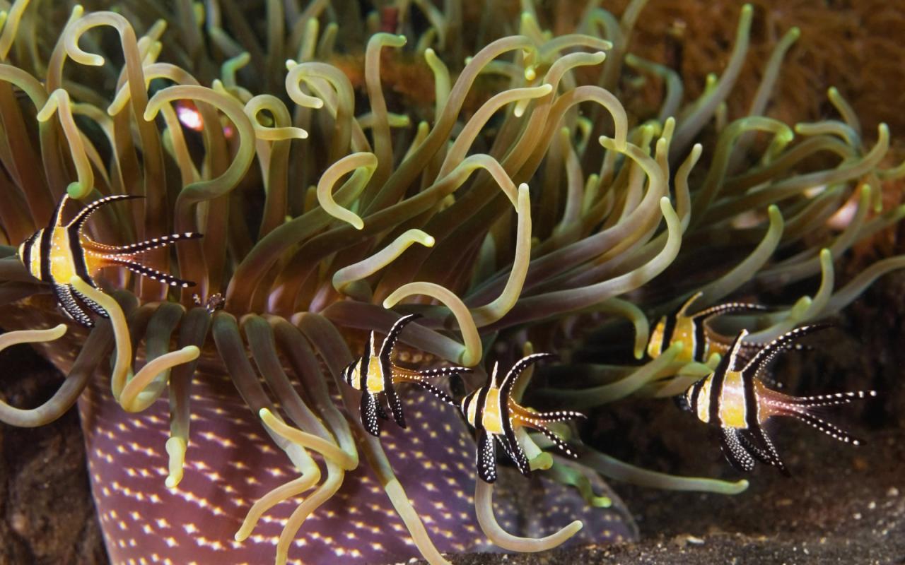 海洋无脊椎动物