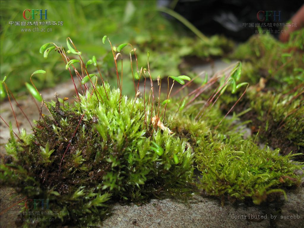  p>泛生丝瓜藓,属丝瓜藓,生长于山区林下沼泽,和高山冻原带习见种.