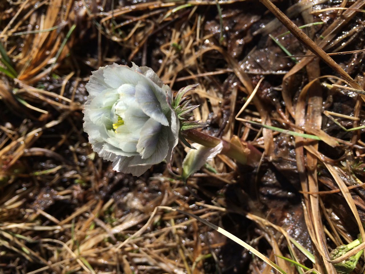 lilacinus /i> bunge)是毛茛科金莲花属的多年生草本植物