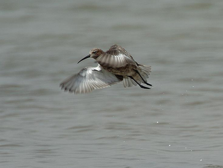  p>弯嘴滨鹬(学名: i>calidris ferruginea /i>)是 a href="#" data