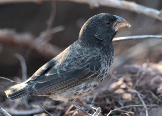  p>植食树雀属(学名: i>platyspiza /i>):仅有一种" a target="_blank