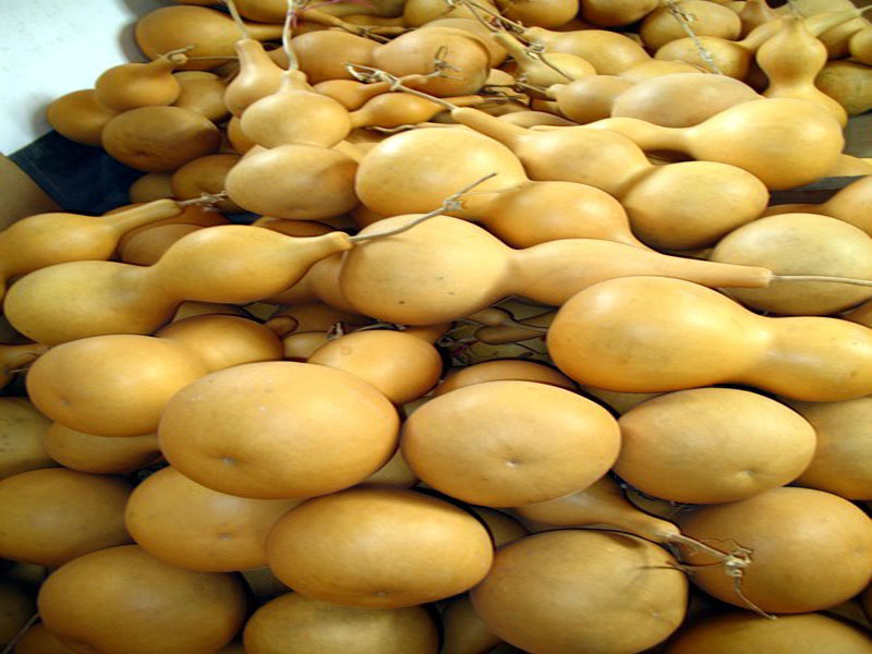 它的名字所以叫"亚腰葫芦",俗称"亚葫芦". 亚腰葫芦是人们对腰很细